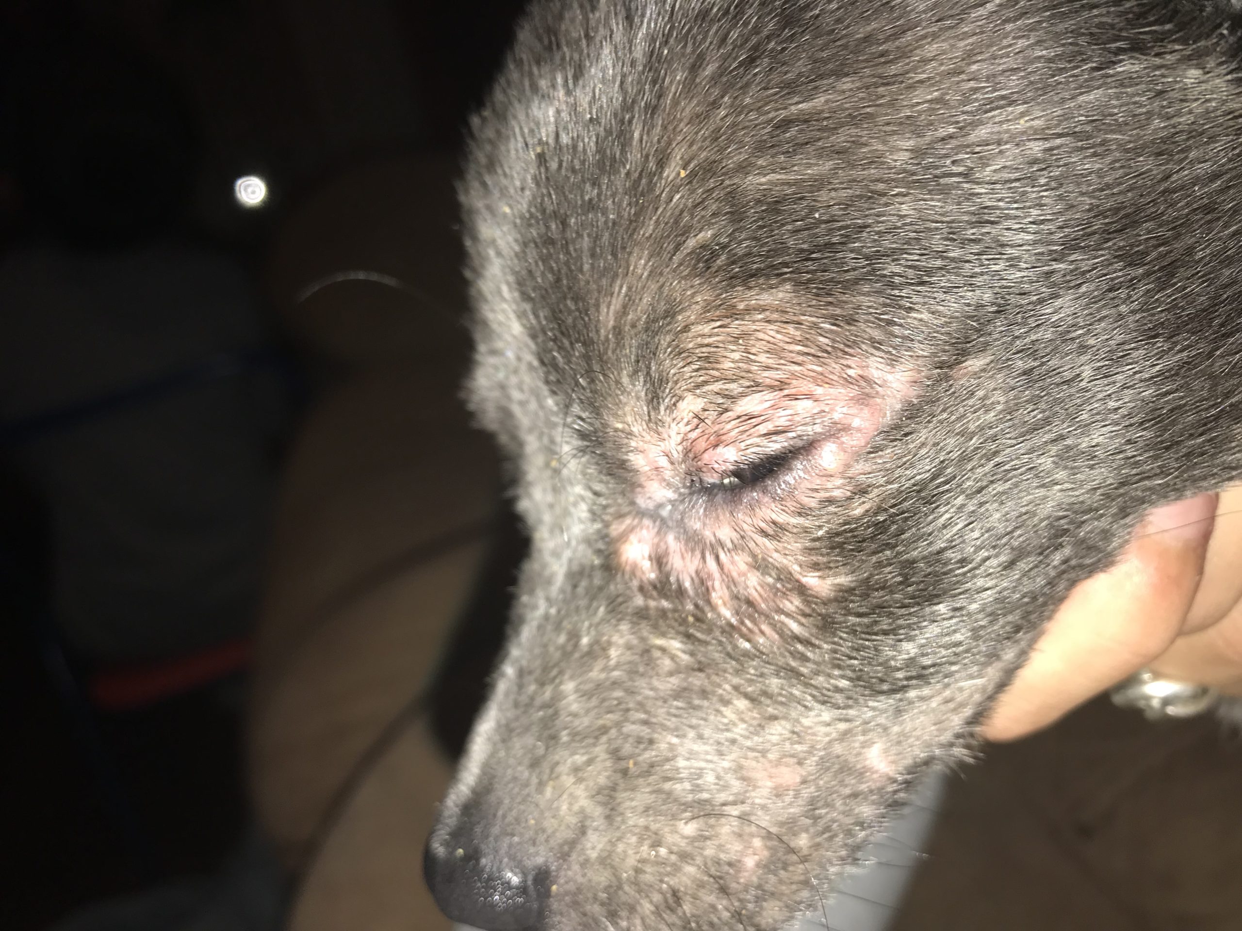 hair loss around dogs eye