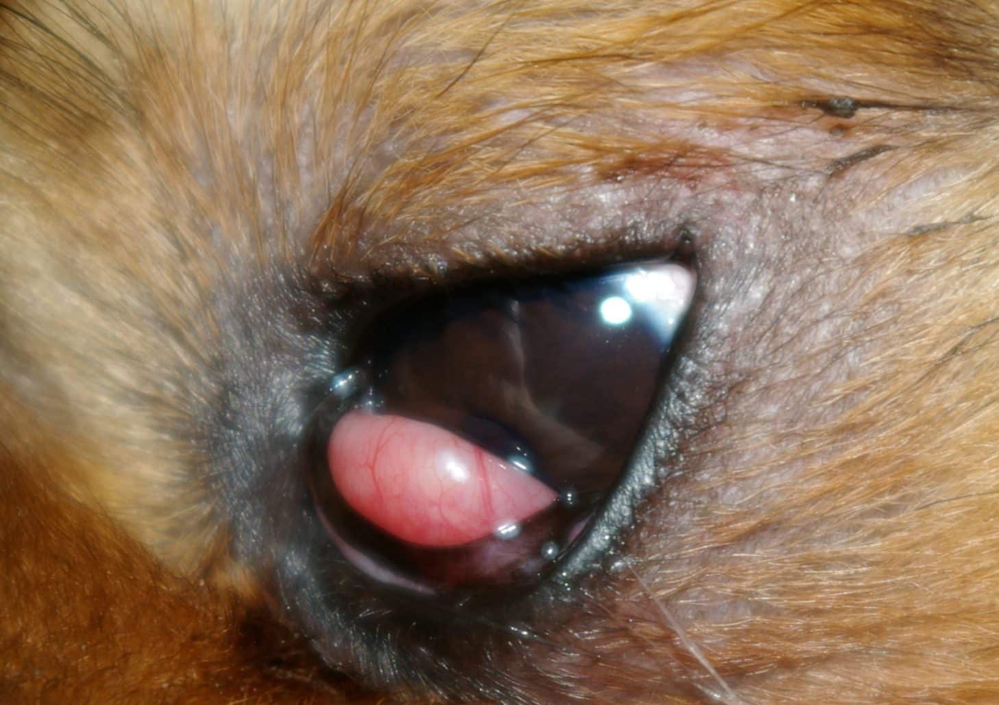 eye swelling dog