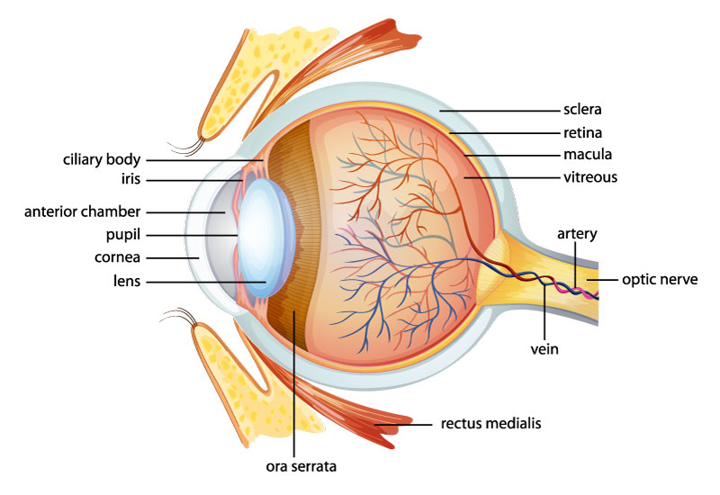 eye & eye