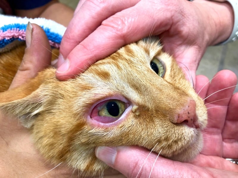 can a cat get pink eye