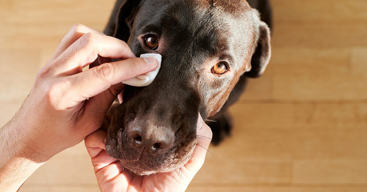 pink eye on dogs