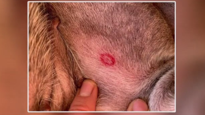 bulls eye tick bite on dog