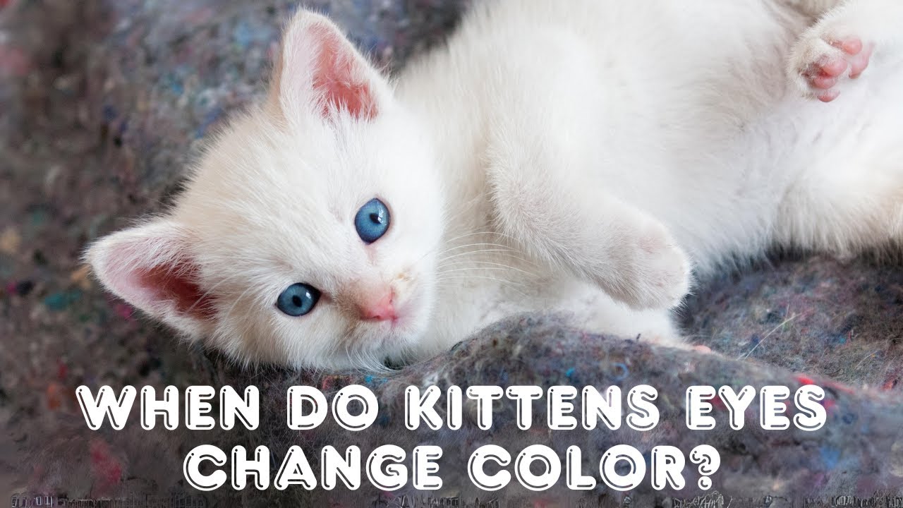 when do kitten eye color change